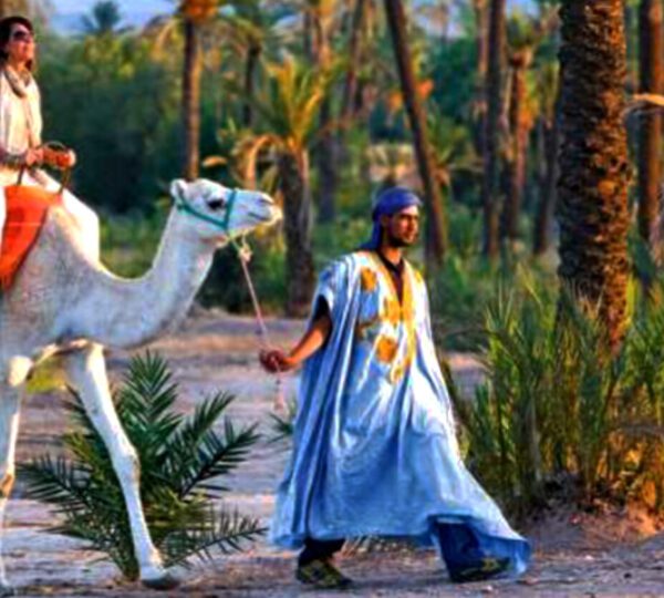 camel Palm Groves